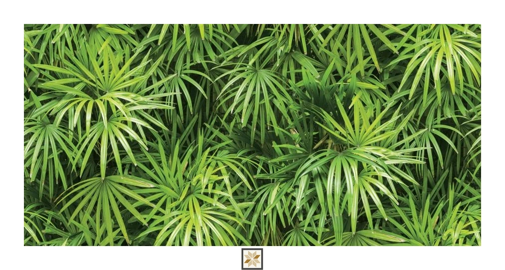 Green Nature Non Woven Wallpaper (1066.8 inches width) : WP-27565